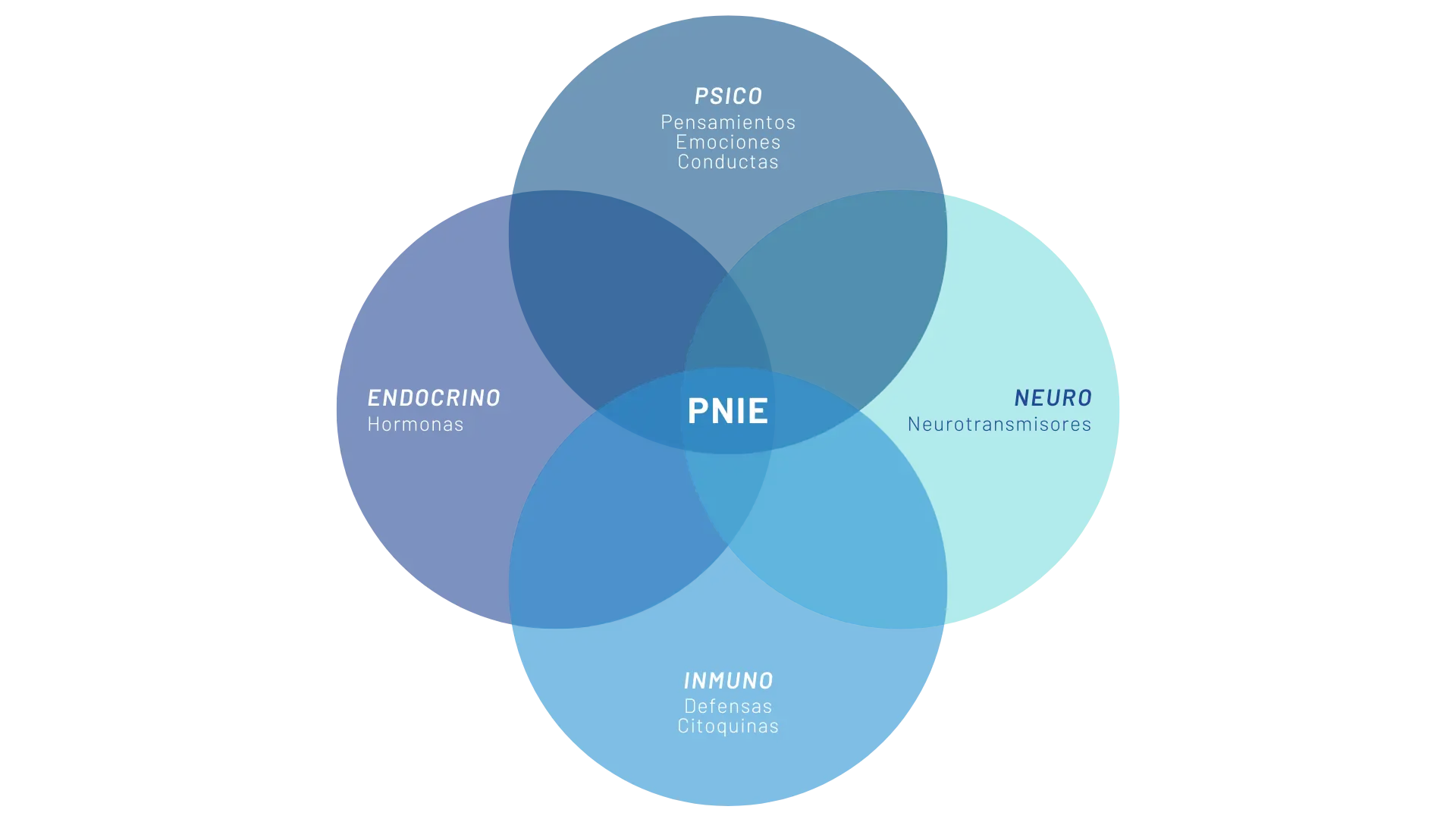 Diagrama explicativo sobre qué es la PNIE y cómo se relacionan el sistema nervioso, inmune, endocrino y emocional.